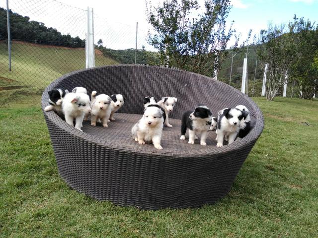 Border Collie-Campo Grande/MS