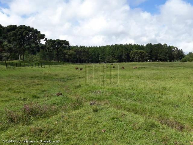 Sítio à venda, 4 m² por r$ 2.156.000 - serra grande - gramado/rs - Foto 8
