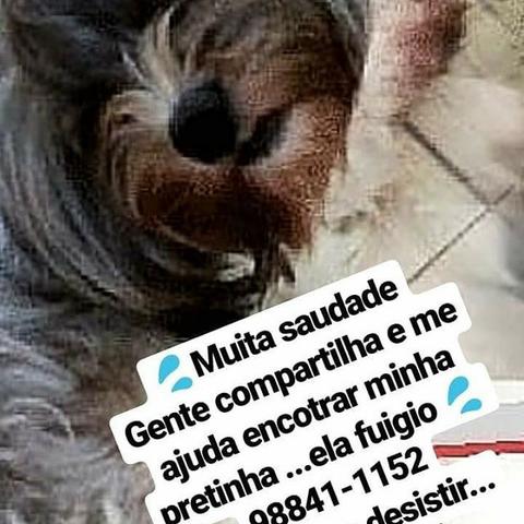 Meu Amor - Foto 3
