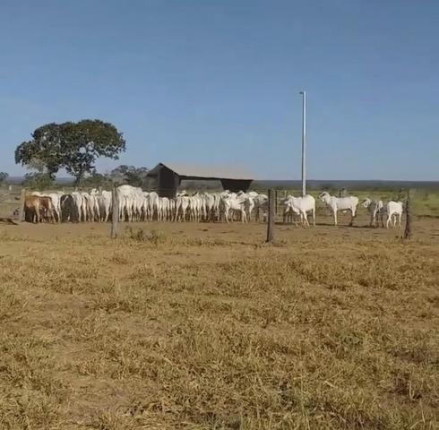 Fazenda em Rosário Oeste 1.500 hectares