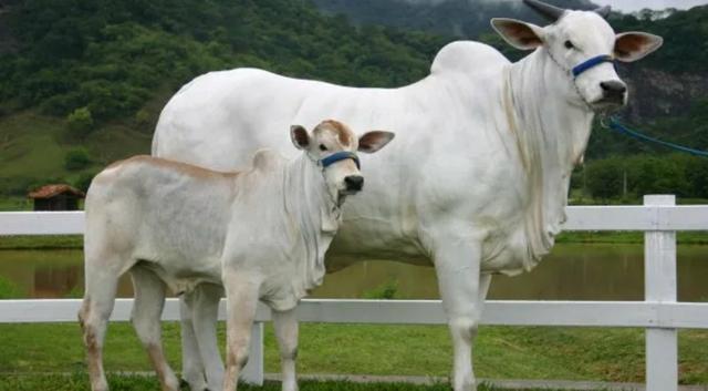Bovino