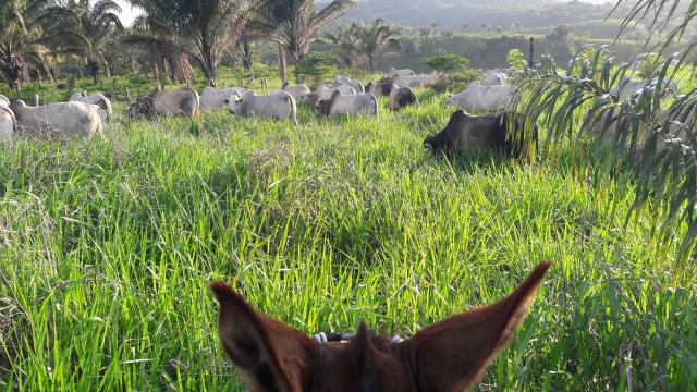 Fazenda em buriticupu - Foto 10