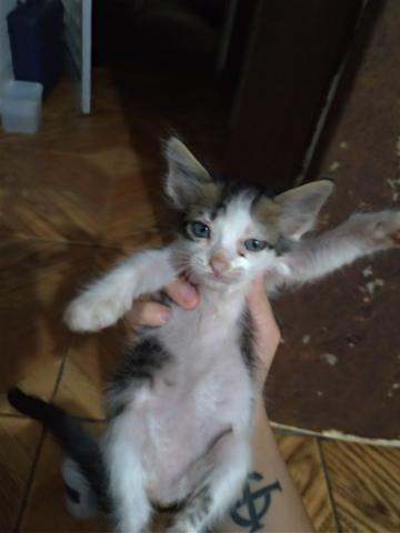 Doação - Foto 2