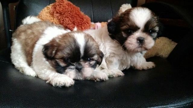 Shih-tzu Parcelamos - Foto 2
