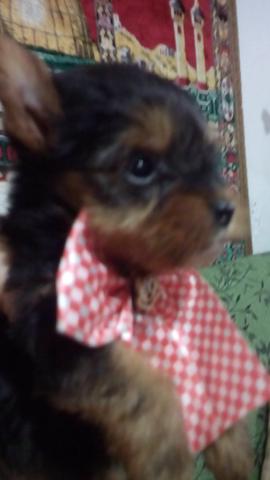Yorkshire mini lindos filhotinhos !!!! - Foto 4