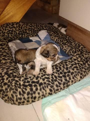 Filhotes de Lhasa apso - Foto 6