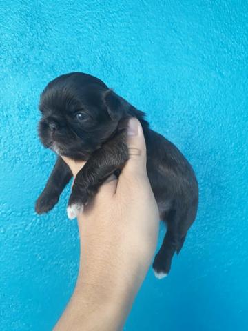 Venda permanente Shihtzu Machos e Femêas - Foto 5