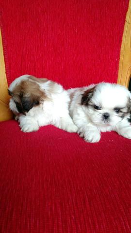 Shih-tzu Parcelamos