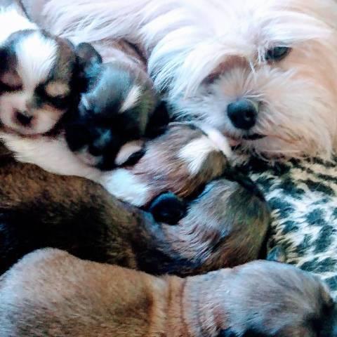 Filhotes de Lhasa apso - Foto 2
