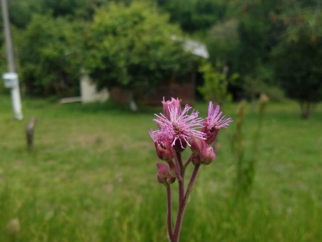 Chalé de campo - Foto 15