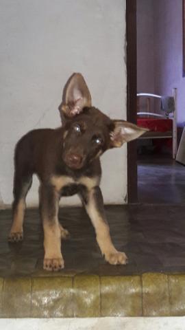 Pastor alemao