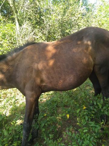 Vendo ou troco potranca - Foto 3