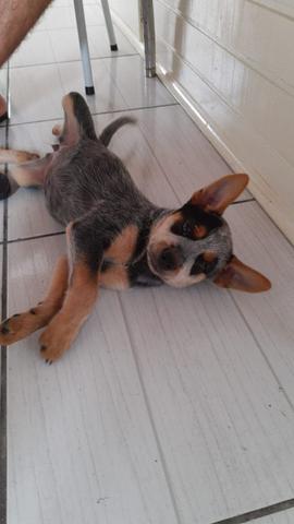 Vendo Filhote Fêmea de Australian Cattle Dog - Foto 2