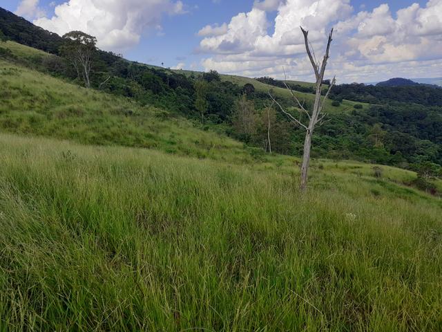 Fazenda Agricultura e Pecuária-Completa Arrendamento - Foto 5