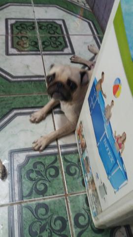 Pug filhotes - Foto 5
