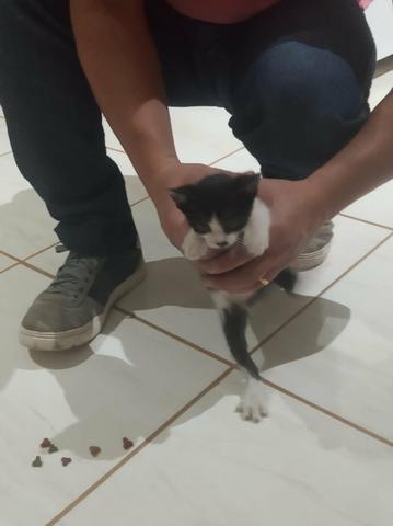 Doação gato Anápolis - Foto 6