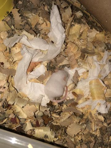 Ratinhos ótimo para crianças baixo custo - Foto 6