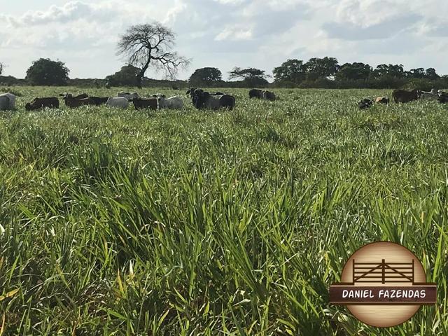 Fazenda com 480 hectares em Bom Jesus-RN - Foto 18