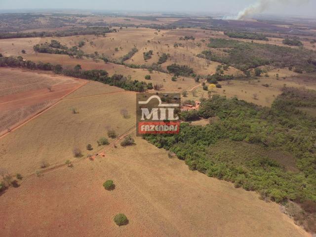 Fazenda à 35 km Goiânia (Beira Rio e Plana) - Foto 7