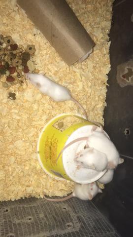 Ratinhos ótimo para crianças baixo custo