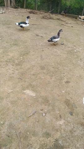 Vendo patos