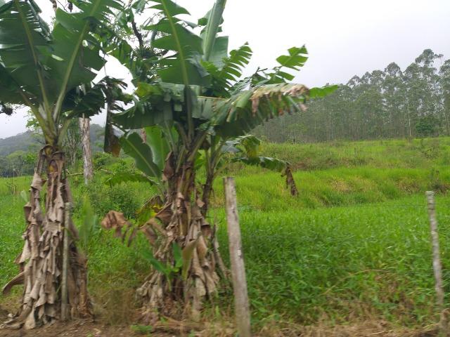 Sitio de 10 hectares no bairro baú em ilhota com plantação de eucalipto - Foto 12