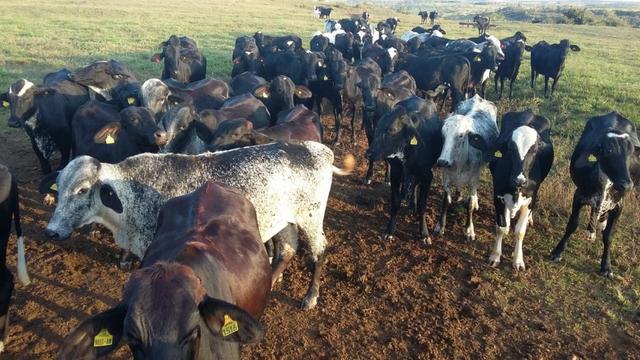 Vacas e Novilhas - Foto 6