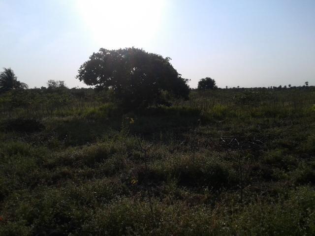 Granja com 11 há em mandú, lagoa de pedras - Foto 2