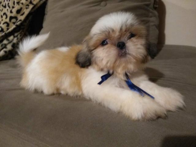 Shi Tzu Miniatura tricolor Zero fucinho - Foto 3