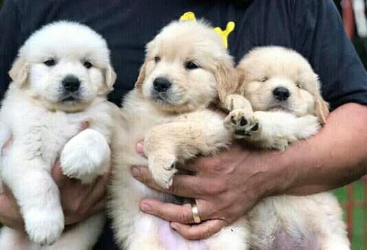 Golden Retriever Filhotes Recibo Garantia Pedigree - Foto 3