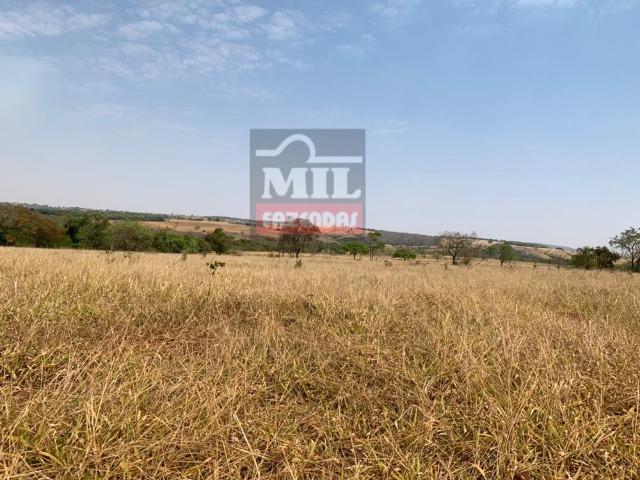 Fazenda à 35 km Goiânia (Beira Rio e Plana) - Foto 3