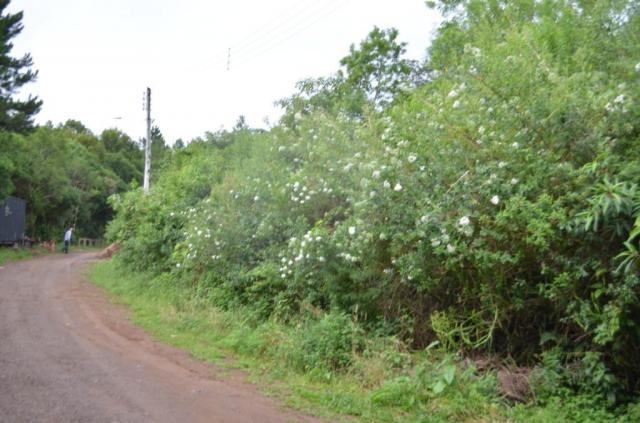 Terreno à venda, 888 m² por r$ 170.000,00 - vale dos pinheiros - gramado/rs - Foto 3