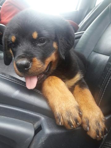 Rottweiller linda fêmea