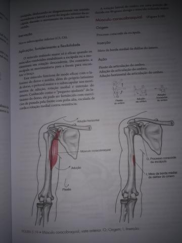 Cinesiologia Estrutural - Foto 6