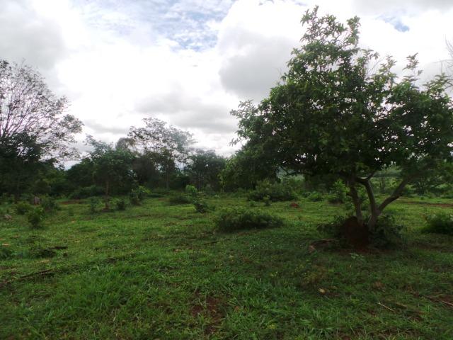 Fazenda 15 Alqueires Municipio Cocalzinho Aceita Imovel até 200 mil - Foto 9