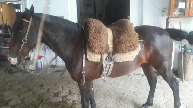 Cavalo Zaino - Foto 3