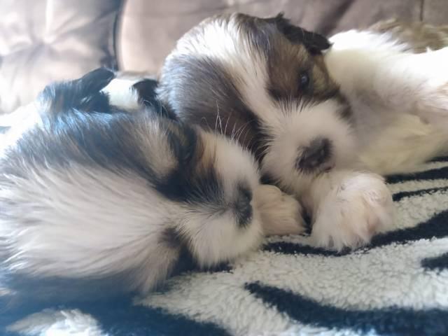 Filhotes de Lhasa apso