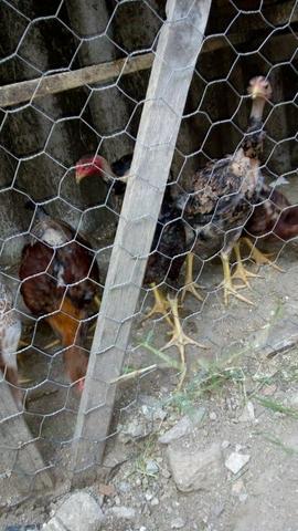 Lote galinhas frangas e frangos - Foto 3