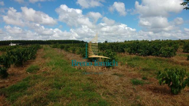 Fazenda à venda, 890000 m² por r$ 1.300.000 - teixeira do progresso - mascote/ba - Foto 19