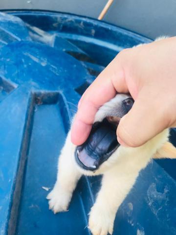 ÚLTIMO filhotes de Chow Chow NO CARTÃO - Foto 3