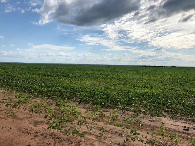 Fazenda em Balsas - Foto 4