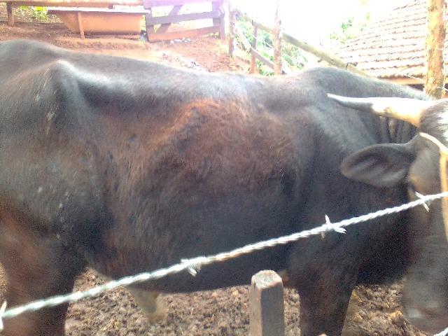 Touro caracu - Foto 2