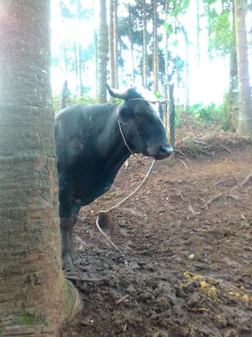 Touro caracu - Foto 3