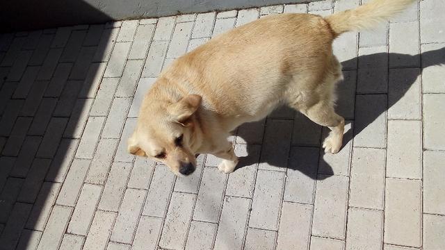 Cachorra carinhosa para adoção - Foto 5