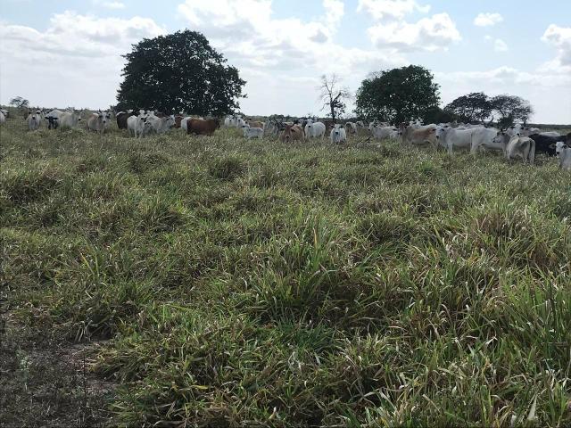 Fazenda com 480 hectares em Bom Jesus-RN - Foto 10