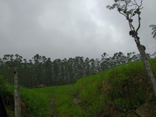 Sitio de 10 hectares no bairro baú em ilhota com plantação de eucalipto