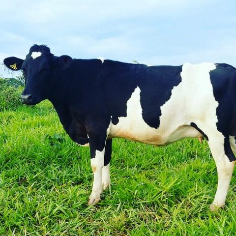 Vacas e Novilhas - Foto 2