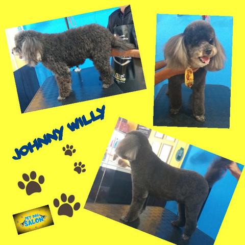 Pet dog salon - Foto 4