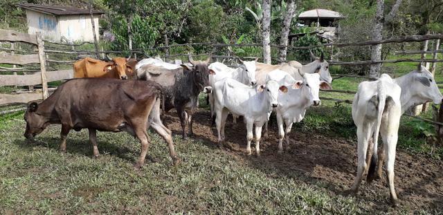 Vendo Gado! com 10 vacas para criar - Foto 5