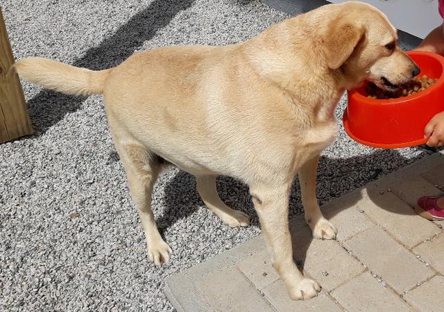 Cachorra carinhosa para adoção